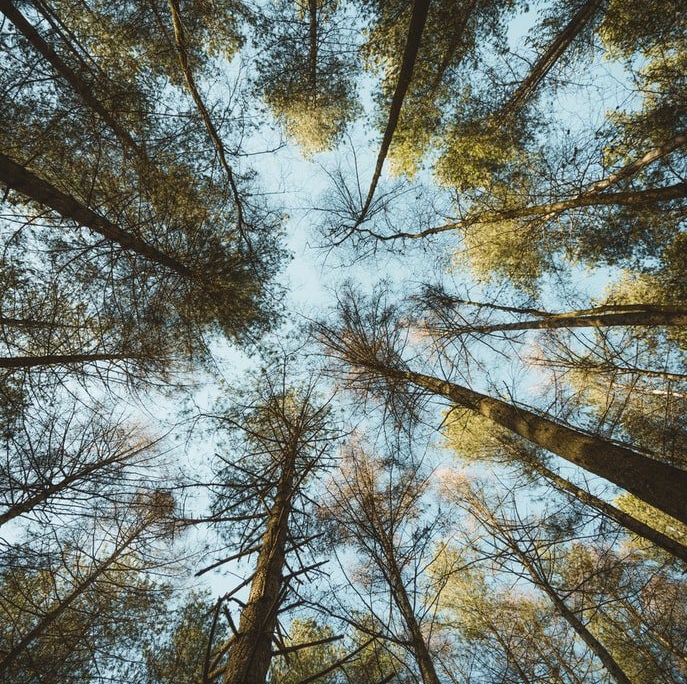 photo-1579729163831-f94a2bc8dccf WestWon Woodland